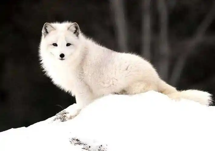 白狐vs书生_白狐书生李现