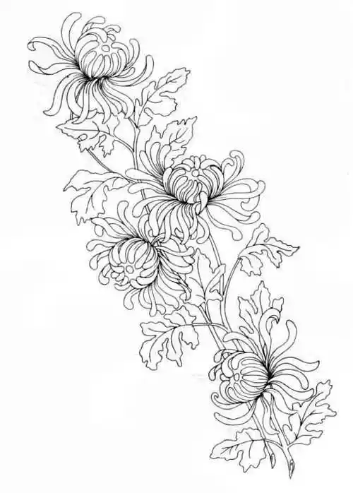 20张菊花白描线稿资料,经典实用!