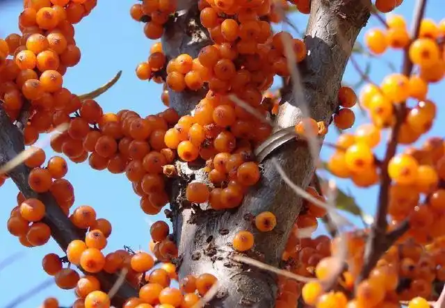 沙棘果又名醋柳果是含有天然维生素种类最多的珍贵经济林树种