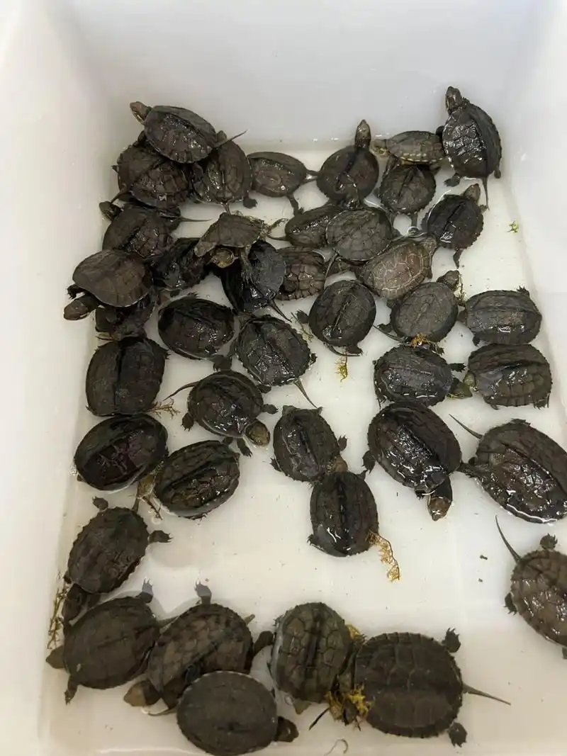 石金钱龟,现在非常漂亮了哦 活泼可爱易养殖