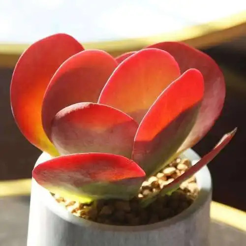 多肉多肉植物唐印多肉大唐颜色红老桩耐旱室内阳台办公室露养花卉盆栽