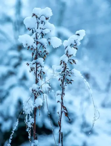 日间冰粒凋谢的花朵-冬天,冰,冻结,天气,季节,寒冷,户外,日光,植物,花