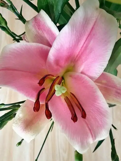 天堂的妈妈,最美的鲜花献给您