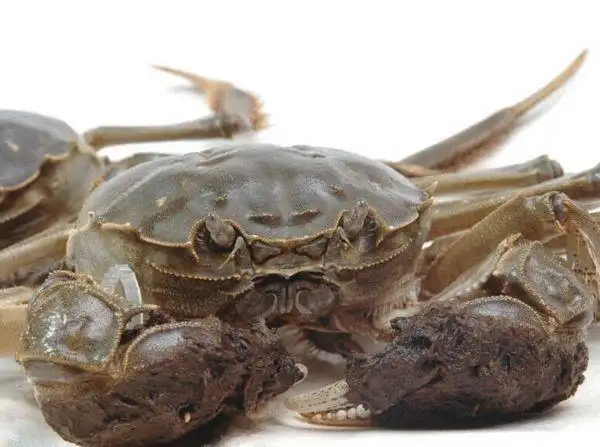 德国大闸蟹泛滥成灾 漂洋过海卖给中国