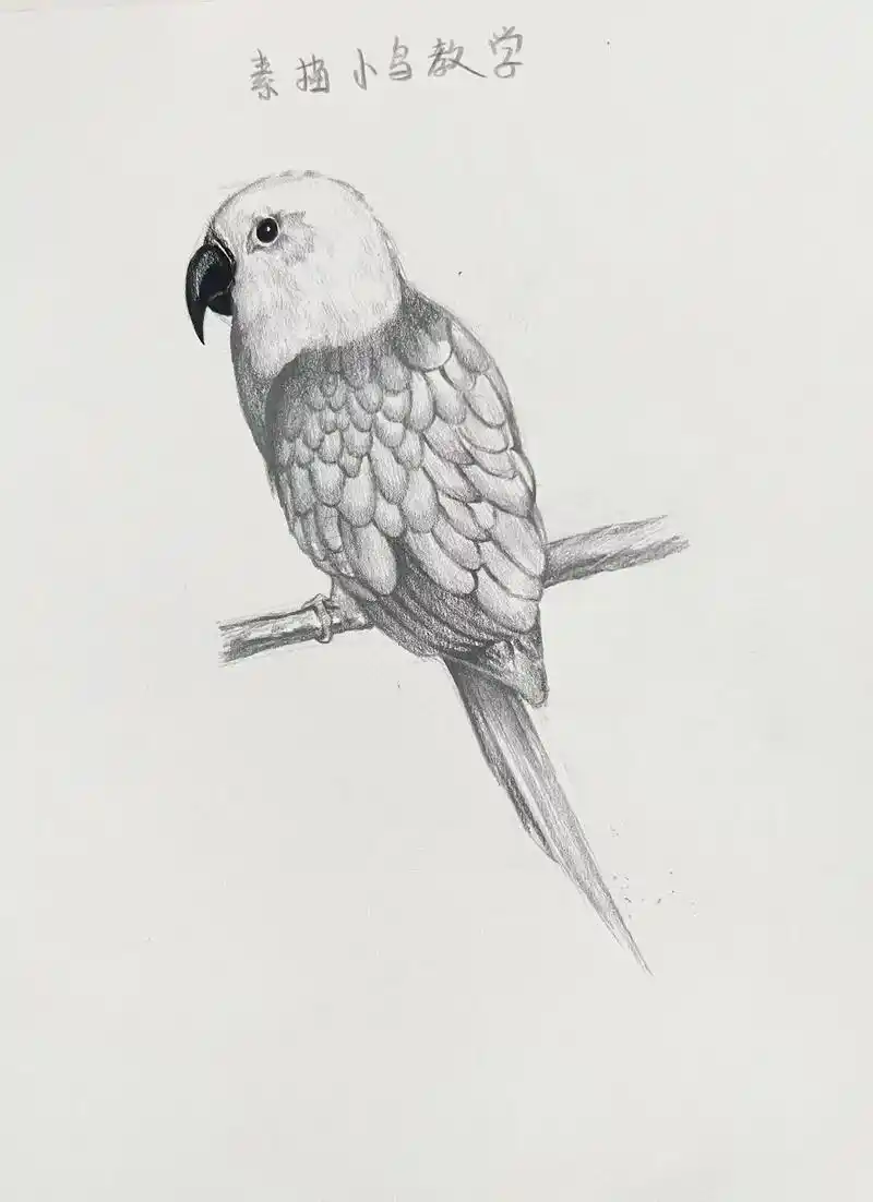 素描小鹦鹉🦜教学.#素描 #素描教程 #素描动物 #绘画教 - 抖音