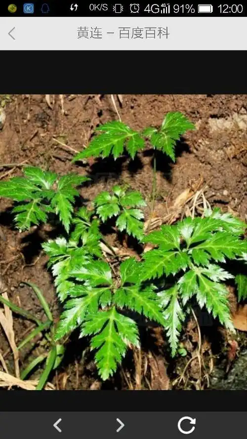 黄连是草本还是木本 我想问问黄莲是草本还是木本 主要治疗什么