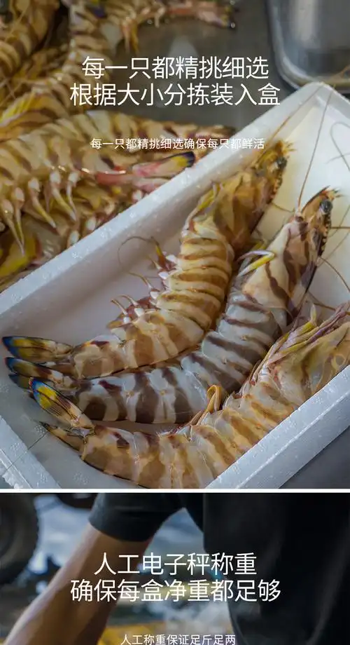 大斑节虾九节虾花虾沙虾基围虾野生东山岛海鲜野生九节虾船冻大斑节虾