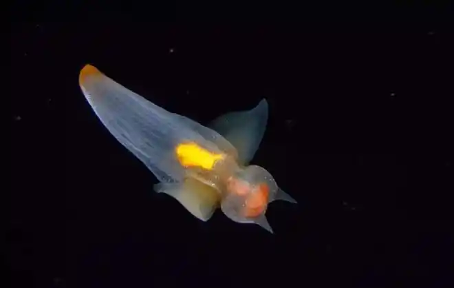 美女迷上鱼澳大利亚生物学家拍到罕见毯子章鱼雌性大雄性万倍