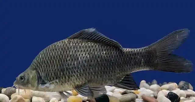 鲤鱼是全国所有钓鱼人的目标鱼,可有三种鲤鱼不能碰,您认得么?