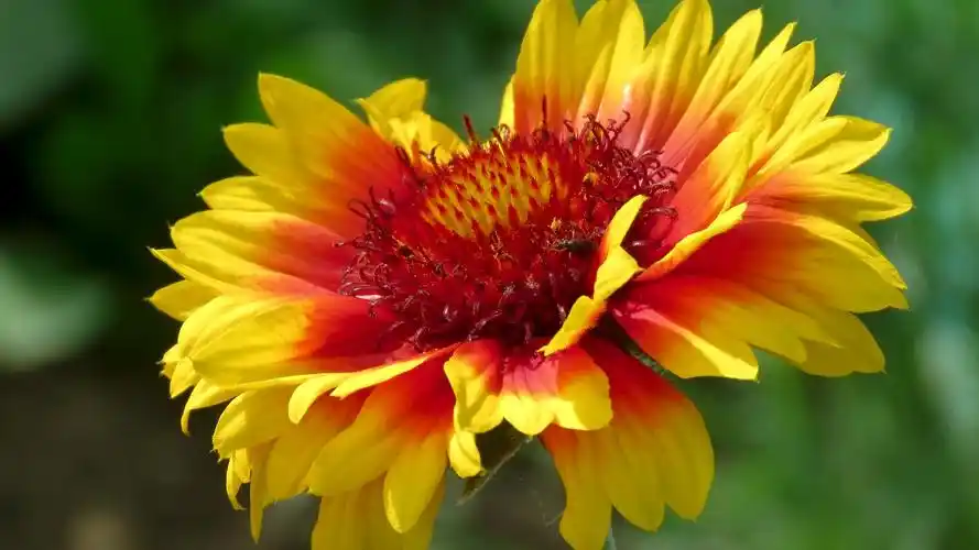 图集分享一组鲜艳的仙人菊壁纸欢迎收藏