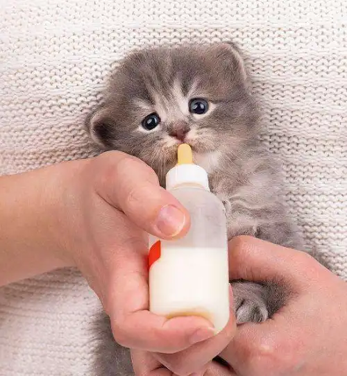 最萌不过小奶猫,它是治愈你的天使