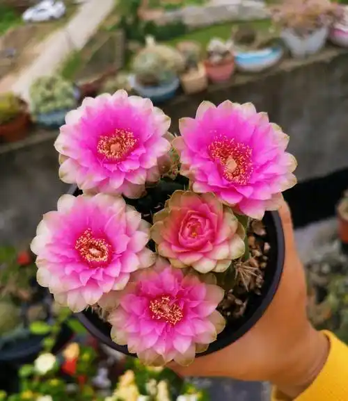 喜欢仙人球,就养"海王丸",花美如牡丹,皮实好养,开花也勤奋-第8张图片