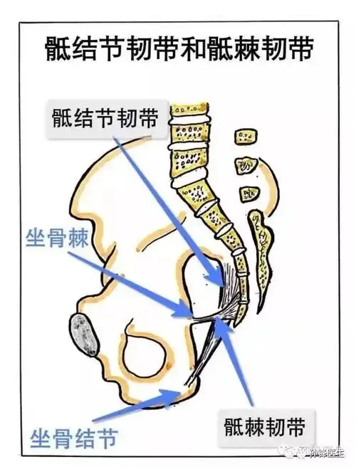 图(5)和图(6)是从轴位去理解骶结节韧带和骶棘韧带的,比较抽象,很难