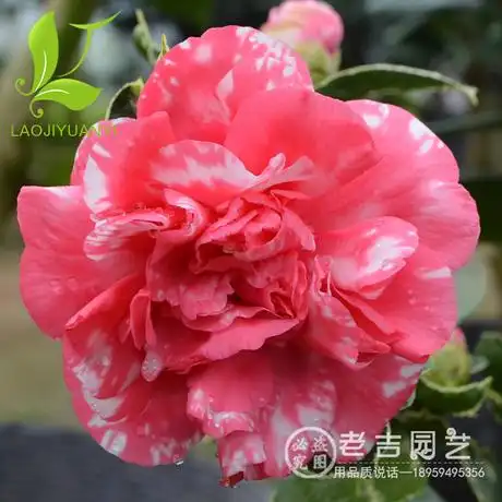 弁天神乐茶花树苗绿植茶花盆栽庭院茶花苗花卉观花植物山茶花苗