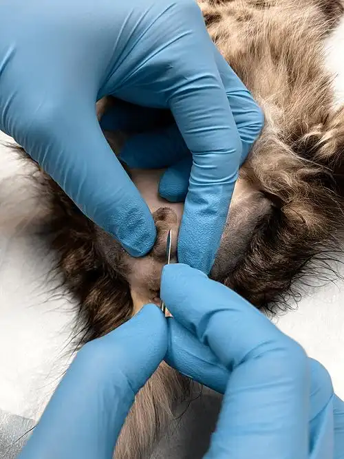 犬猫睾丸切除术的大多数切口长度不应超过一个睾丸的宽度.