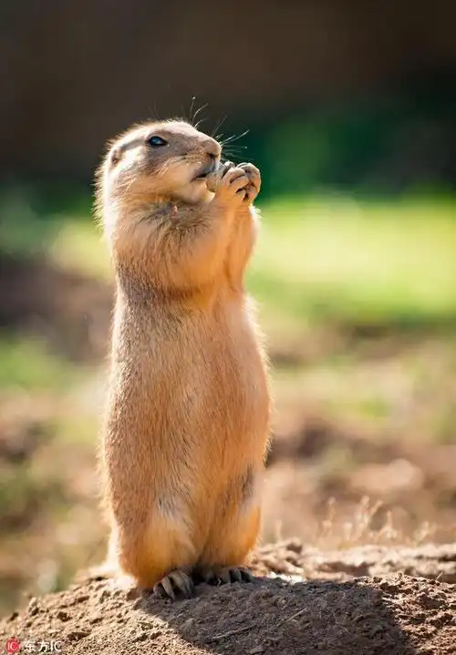 希腊草原土拨鼠深情亲吻秀恩爱:似热恋情侣