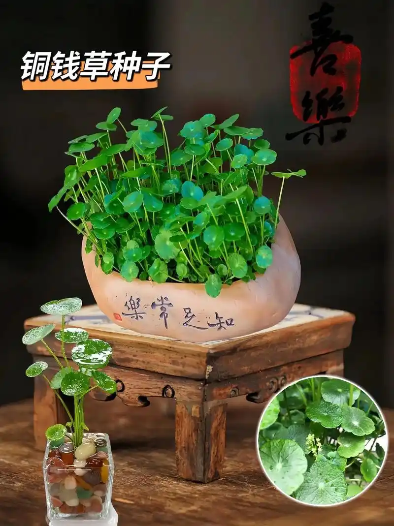 铜钱草寓意特别好"财源滚滚来"铜钱草种植简单易存活,水培土培 - 抖音