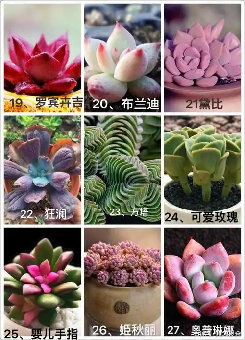 新款多肉植物命名依据是:根据形态,俗称译音,图片名称对照识别