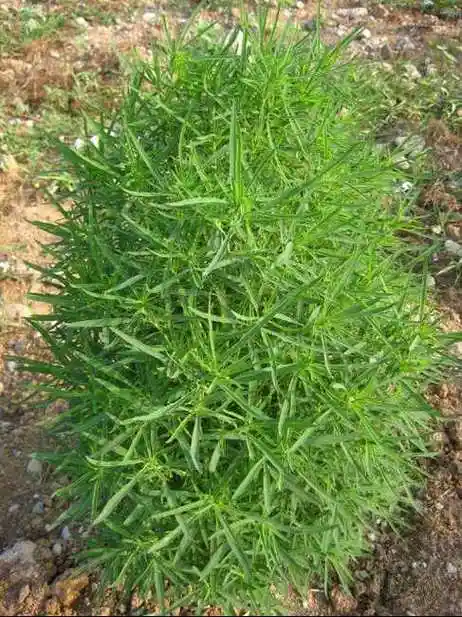 中药地肤子图片11