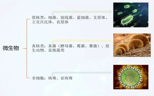 什么是微生物微生物有哪些类群