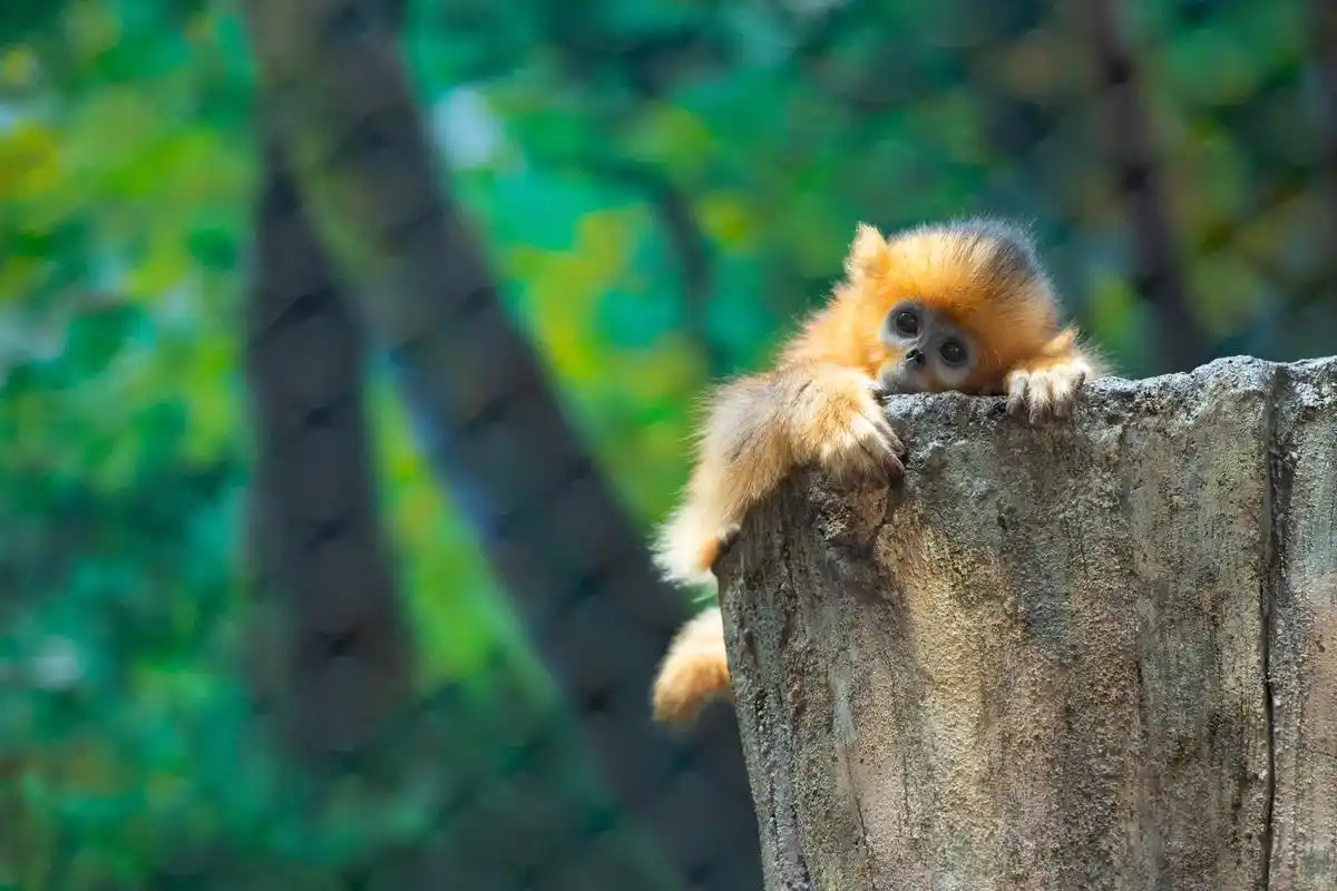 川金丝猴从"易危"降级到"近危"