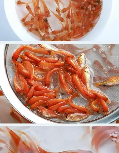 大品种兴国红鲤鱼荷包红鲤鱼苗可食用可观赏淡水养殖活体包活批发