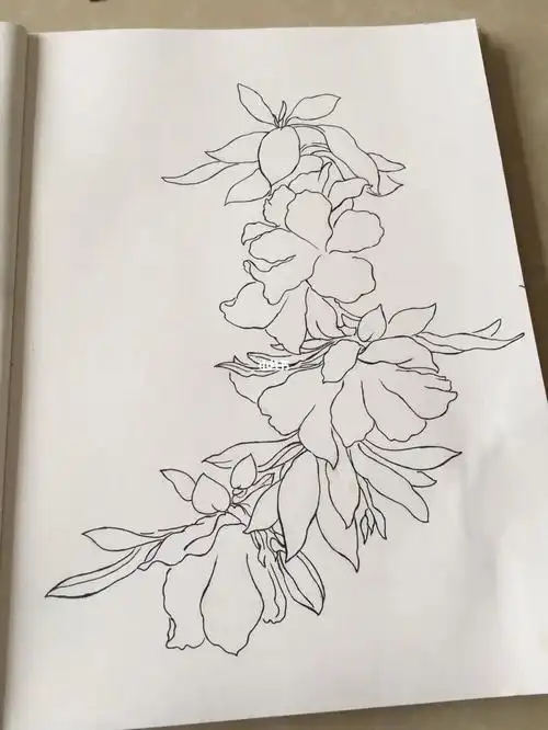 花卉练习杜鹃272