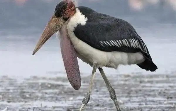 世界10大最奇怪的鸟第七酷似吸血鬼第六喙像一只鞋
