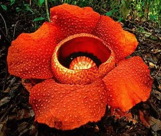 热带雨林中的"霸王花",无根无叶还会散发奇特臭味的大王花