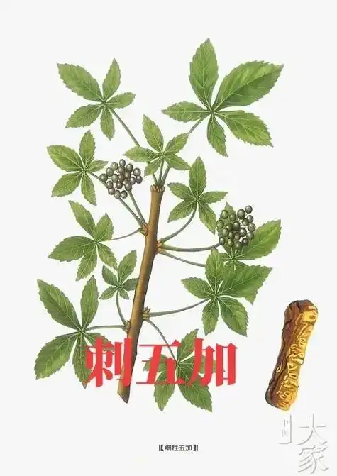 植物科普 刺五加#捕捉身边的花草 - 抖音