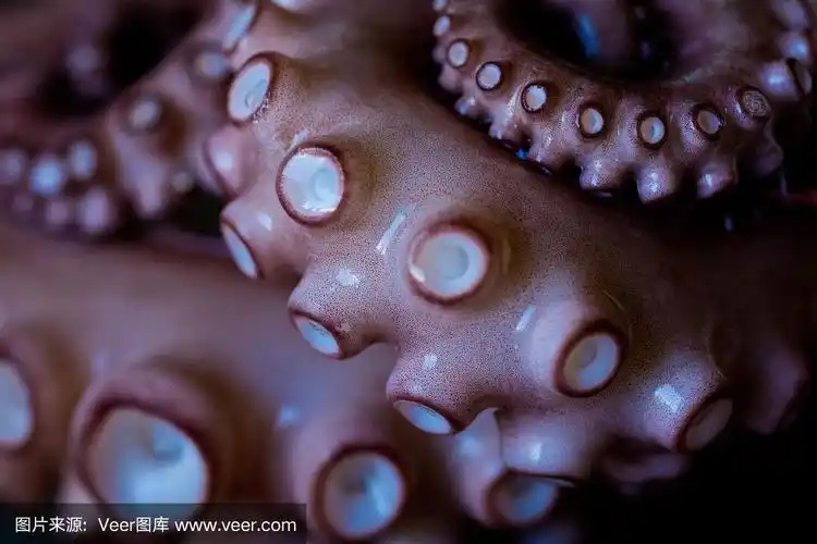 章鱼,触须,吸盘,动物的臂,水平画幅