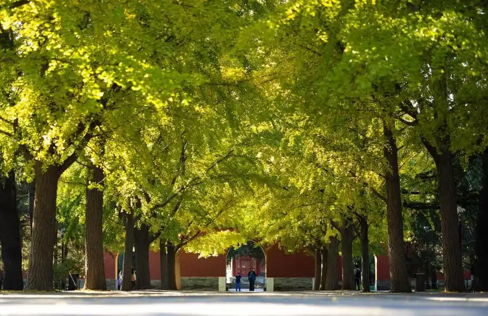 人们在北京中山公园游玩(11月7日摄).新华社记者 李京 摄