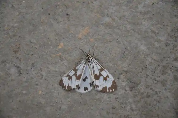 官山国家级自然保护区粉蝶灯蛾