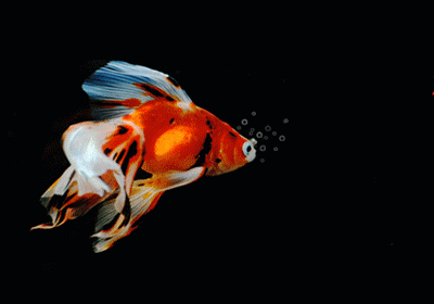 【有】兴展现宏图志,【余】鱼嬉戏福满园.