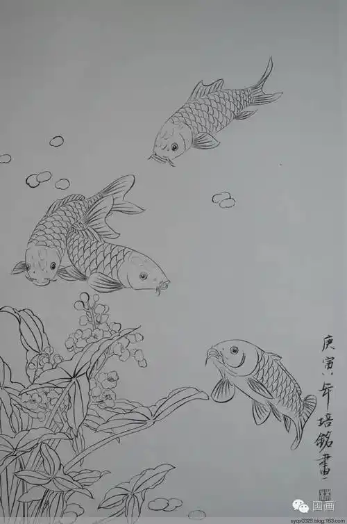 白描鲤鱼图工笔荷花红鲤鱼画法解析3.鼻孔 4.触须 5.腮孔 6.鳃盖 7.