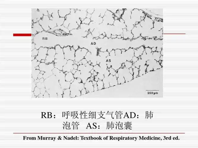 rb:呼吸性细支气管ad:肺 泡管 as:肺泡囊 from murray & nadel: text