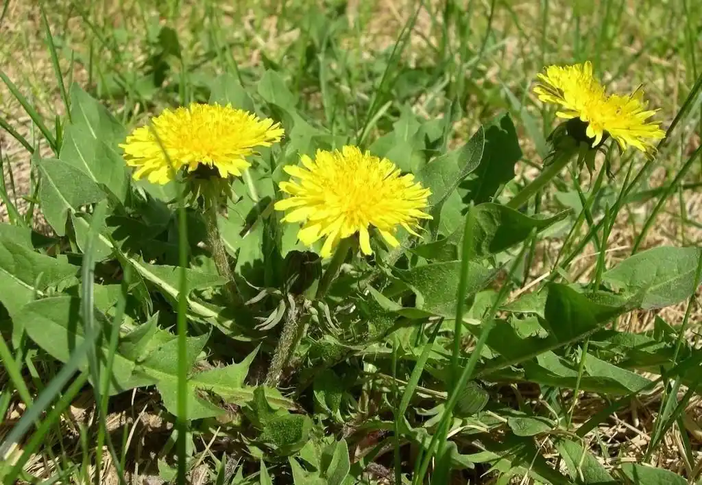 秋季的蒲公英营养价值比春天的高,挖点回去杀青保存,用来泡茶喝