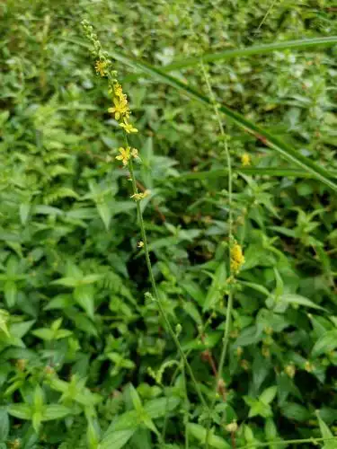 龙芽草又名"仙鹤草",龙芽草药用价值高,具有止血,健胃,杀虫