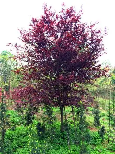 天津红叶李树苗扦插繁殖