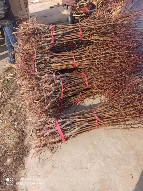 云南西双版纳易成活杏苗杏树苗果树嫁接苗