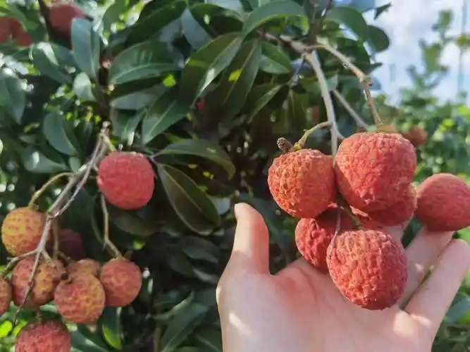 厉害了~桂林成功试种了这种荔枝,市场价超90元/公斤!_广西_种植_农业