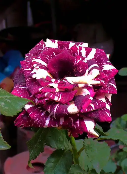 优雅月季高贵美博慧咏花之十八