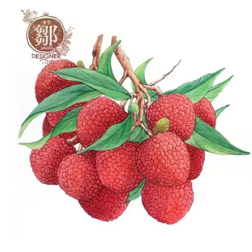 #小清新##水果##荔枝##手绘##彩铅##插画#-堆糖,美好生活研究所