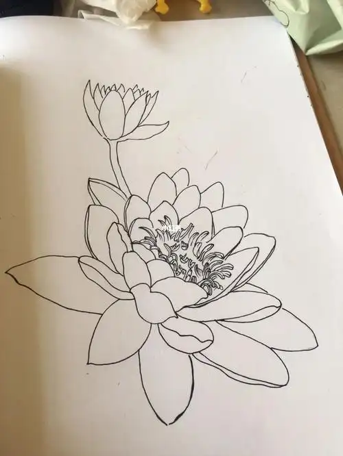 花卉练习睡莲293