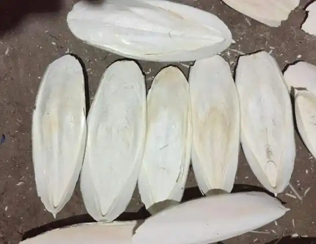 乌贼骨的功效与作用有哪些呢