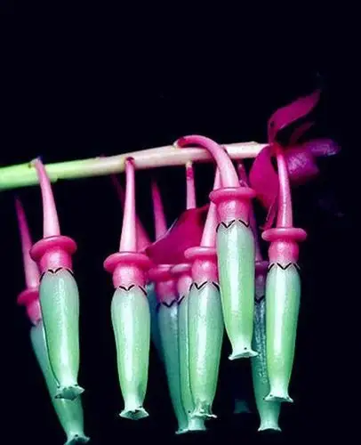 一些稀奇古怪的花