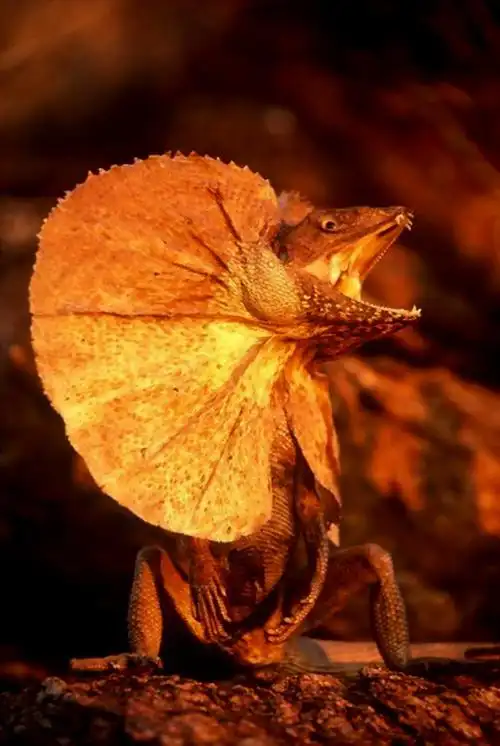 奇特的动物(世界上有哪些奇特的动物)-探秘猎奇网