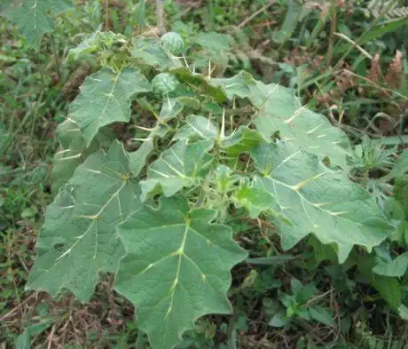 野茄(中医学与中药学)直立草本或半灌木,高0.