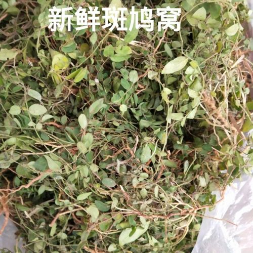三点金六月雪干三脚虎三点桃人字草100g干斑鸠窝野生品字草中草药