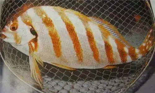 「珍馐海味」可遇不可求的"鱼王"——三刀鱼